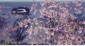 一路芬芳,探寻人生旅途中的美好瞬间